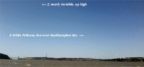 3 White Pelicans low over Southampton Bay, Benicia, 2014-05-18